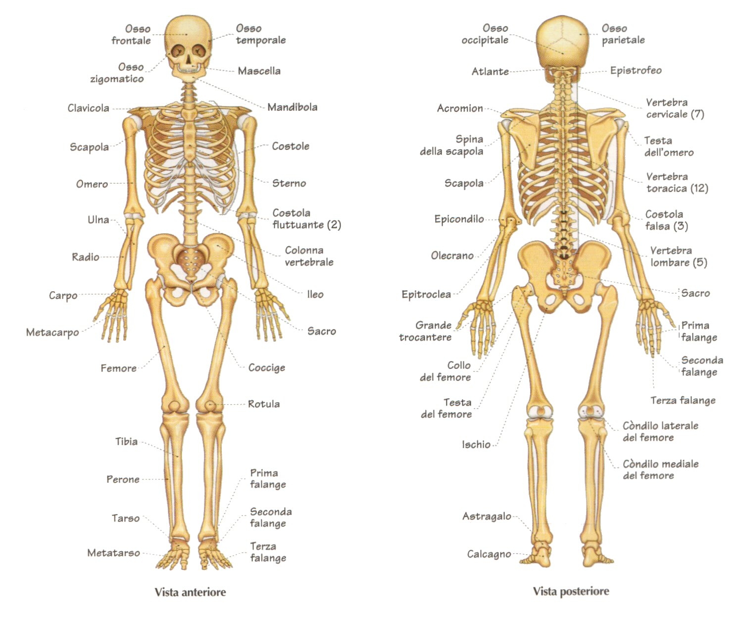 Lo scheletro, La cartilagine, L'osso fornisce al corpo uno scheletro rigido e resistente, Il rimaneggiamento dell'osso - Lo scheletro del tronco